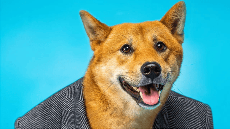 Shiba Inu为新区块链和TREAT币筹集资金